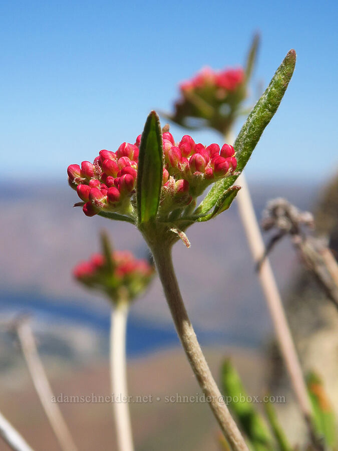 parsnip-flower buckwheat, budding (Eriogonum heracleoides) [north of Keystone Point, Okanogan-Wenatchee National Forest, Chelan County, Washington]