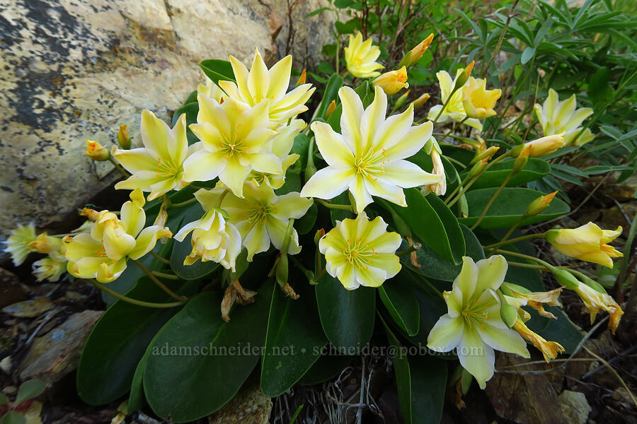 yellow Tweedy's lewisia (Lewisiopsis tweedyi (Lewisia tweedyi)) [north of Keystone Point, Okanogan-Wenatchee National Forest, Chelan County, Washington]