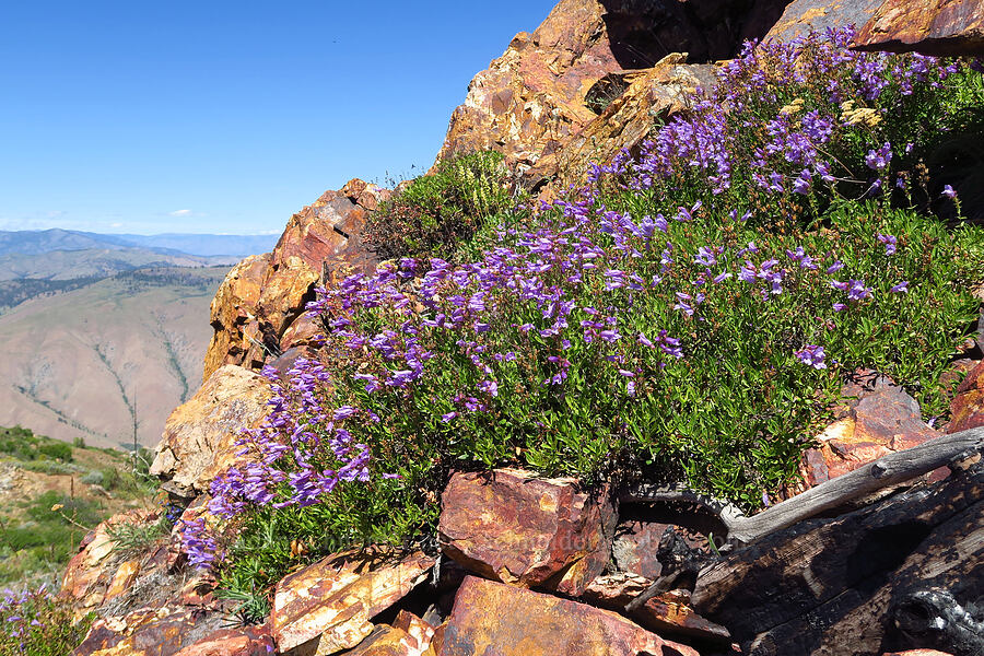 shrubby penstemon (Penstemon fruticosus) [north of Keystone Point, Okanogan-Wenatchee National Forest, Chelan County, Washington]