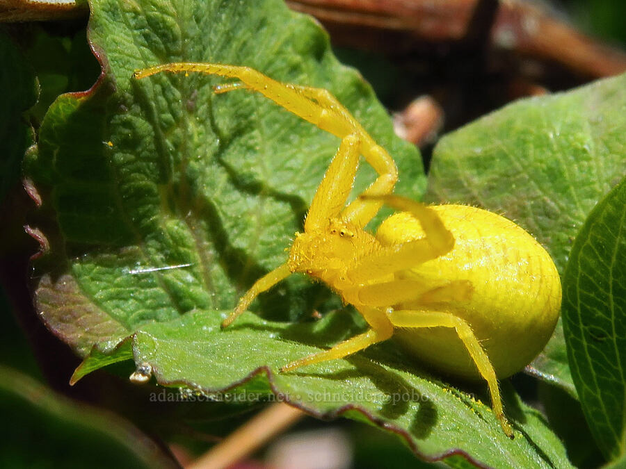 crab spider (Mecaphesa sp.) [north of Keystone Point, Okanogan-Wenatchee National Forest, Chelan County, Washington]