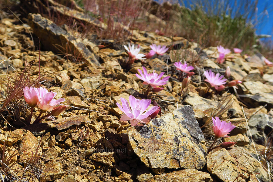 bitterroot (Lewisia rediviva) [north of Keystone Point, Okanogan-Wenatchee National Forest, Chelan County, Washington]