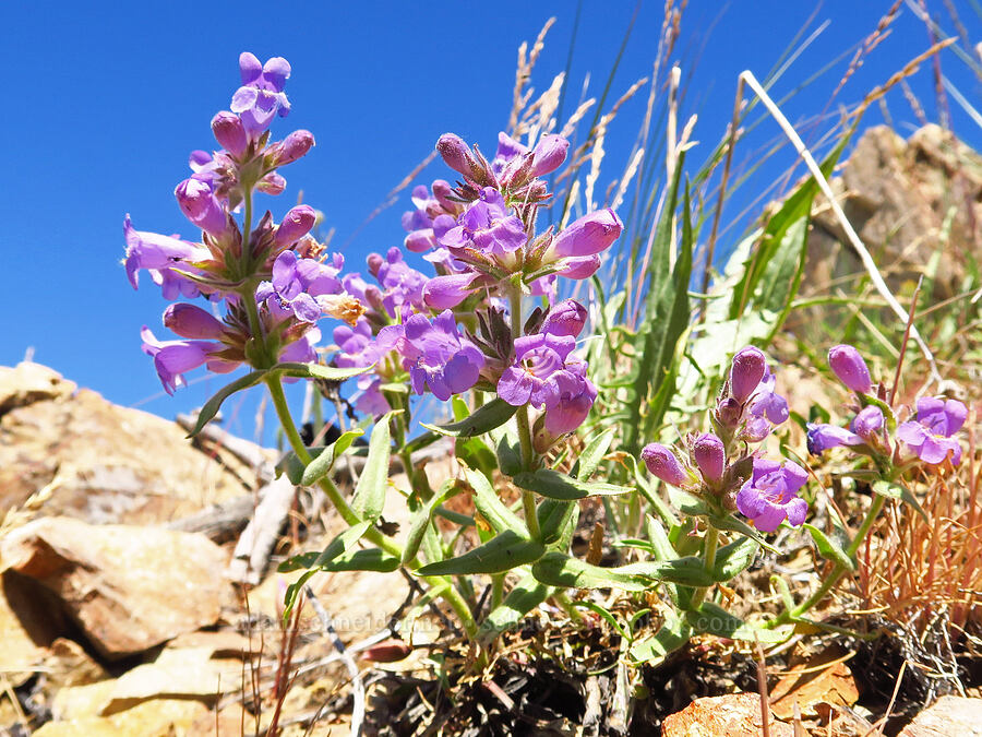 Whited's fuzzy-tongue penstemon (Penstemon eriantherus var. whitedii) [north of Keystone Point, Okanogan-Wenatchee National Forest, Chelan County, Washington]