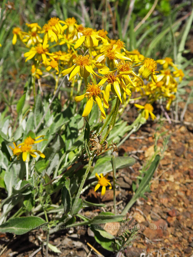 woolly groundsel (Packera cana (Senecio canus)) [north of Keystone Point, Okanogan-Wenatchee National Forest, Chelan County, Washington]