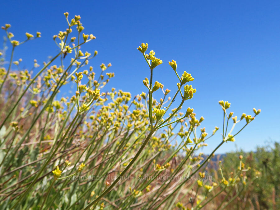 Goose Lake buckwheat (Eriogonum strictum var. anserinum) [north of Keystone Point, Okanogan-Wenatchee National Forest, Chelan County, Washington]