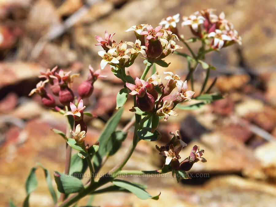 bastard toad-flax (Comandra umbellata) [north of Keystone Point, Okanogan-Wenatchee National Forest, Chelan County, Washington]