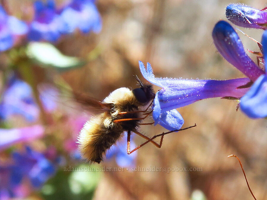 greater bee fly on Chelan penstemon (Bombylius major, Penstemon pruinosus) [Keystone Point, Okanogan-Wenatchee National Forest, Chelan County, Washington]