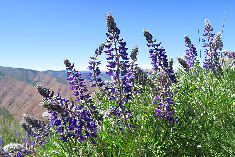 lupine (Lupinus sp.) [Forest Road 5213-120, Okanogan-Wenatchee National Forest, Chelan County, Washington]