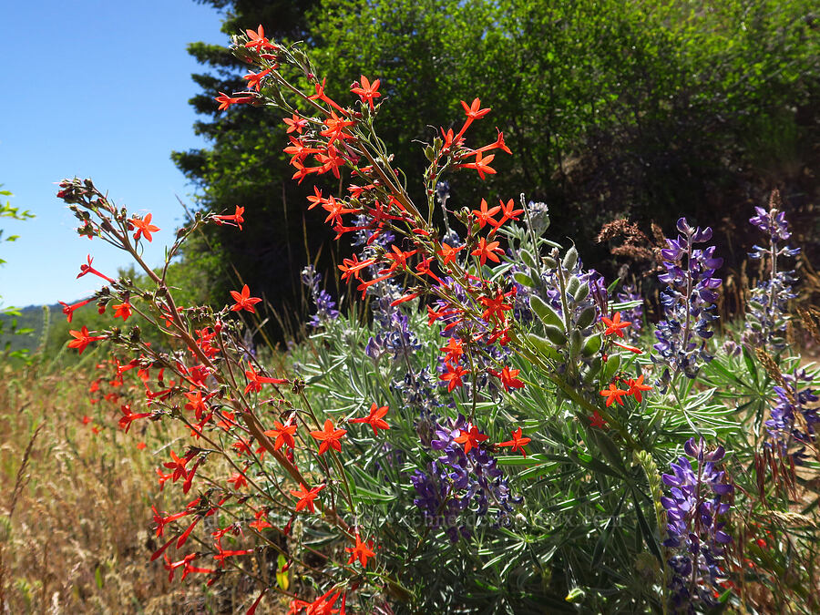 scarlet gilia & lupine (Ipomopsis aggregata, Lupinus sp.) [Forest Road 5213-120, Okanogan-Wenatchee National Forest, Chelan County, Washington]