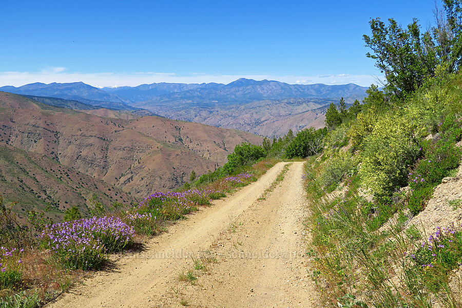 road through wildflowers (Penstemon fruticosus, Purshia tridentata) [Forest Road 5213, Okanogan-Wenatchee National Forest, Chelan County, Washington]