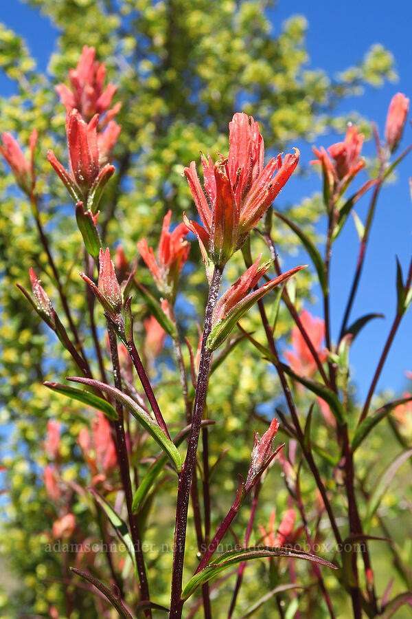 scarlet paintbrush (Castilleja miniata) [Forest Road 5213, Okanogan-Wenatchee National Forest, Chelan County, Washington]