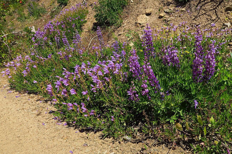 big-leaf lupine & shrubby penstemon (Lupinus polyphyllus, Penstemon fruticosus) [Forest Road 5213, Okanogan-Wenatchee National Forest, Chelan County, Washington]