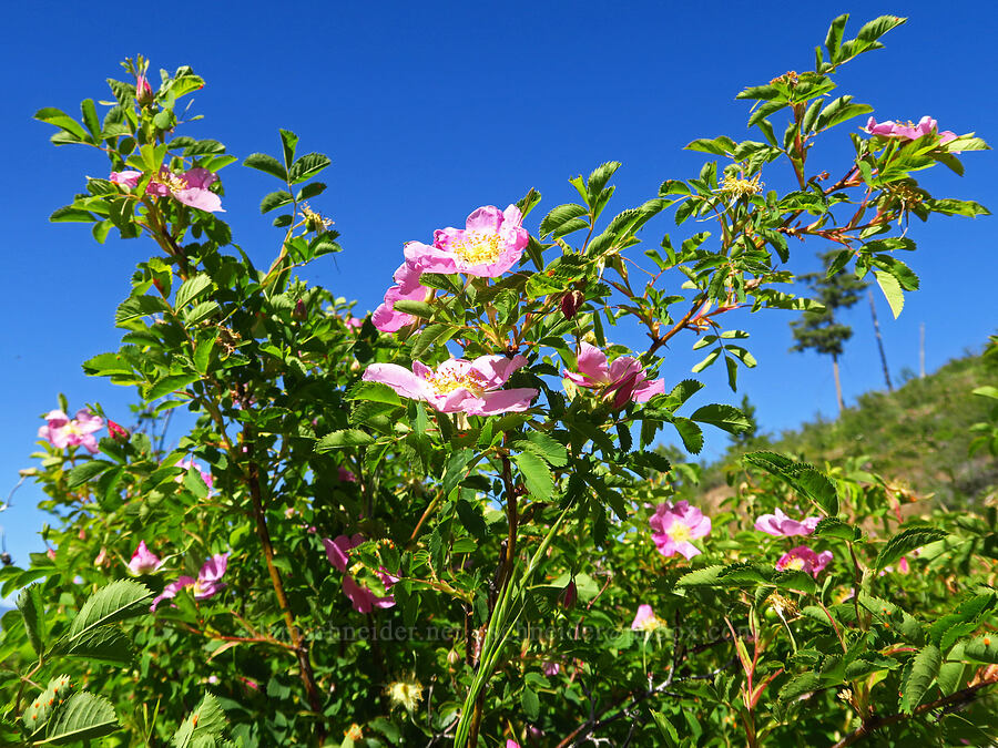 Nootka rose (Rosa nutkana) [Forest Road 5200, Okanogan-Wenatchee National Forest, Chelan County, Washington]