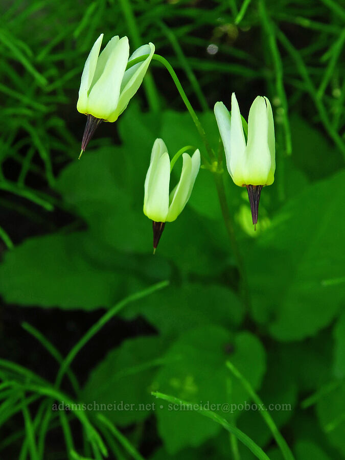 white shooting-stars (Dodecatheon dentatum (Primula latiloba)) [Forest Road 5200, Okanogan-Wenatchee National Forest, Chelan County, Washington]