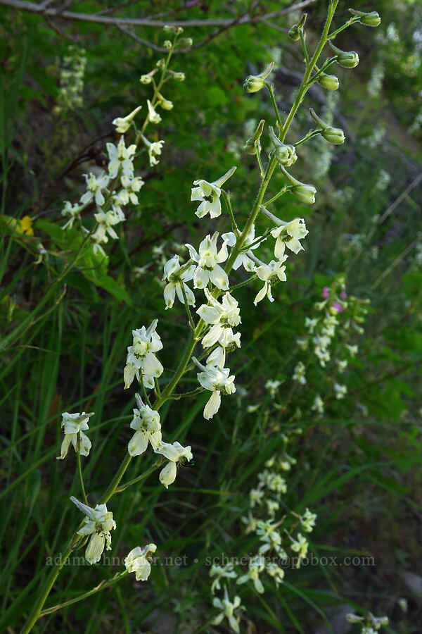 yellow-white larkspur (Delphinium xantholeucum) [Forest Road 5200, Okanogan-Wenatchee National Forest, Chelan County, Washington]