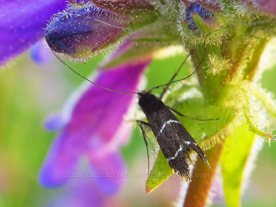 fairy moth (Adela septentrionella) [Forest Road 5200, Okanogan-Wenatchee National Forest, Chelan County, Washington]