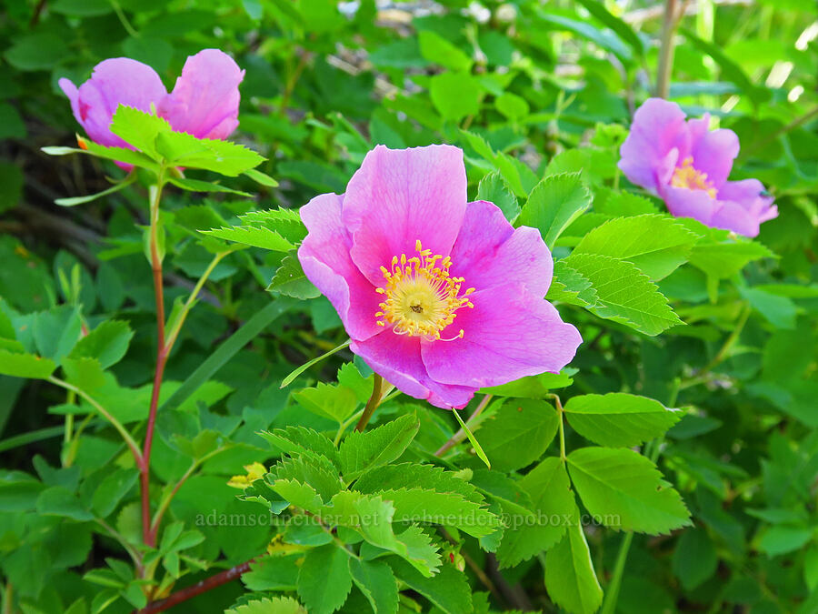 Nootka rose (Rosa nutkana) [Forest Road 5200, Okanogan-Wenatchee National Forest, Chelan County, Washington]