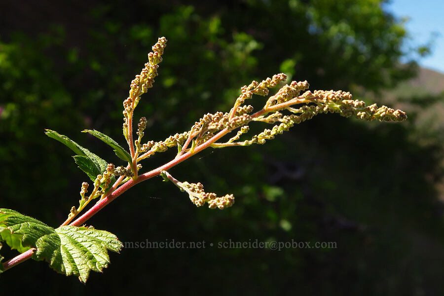 ocean-spray, budding (Holodiscus sp.) [Forest Road 5200, Okanogan-Wenatchee National Forest, Chelan County, Washington]