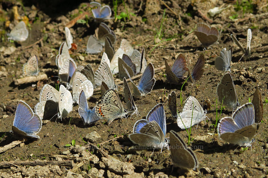 puddling butterflies [Mills Canyon, Okanogan-Wenatchee National Forest, Chelan County, Washington]