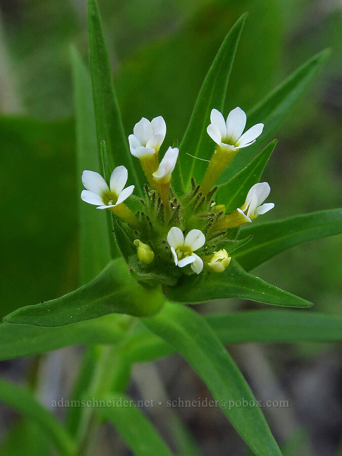 narrow-leaf collomia (Collomia linearis) [Mills Canyon, Okanogan-Wenatchee National Forest, Chelan County, Washington]