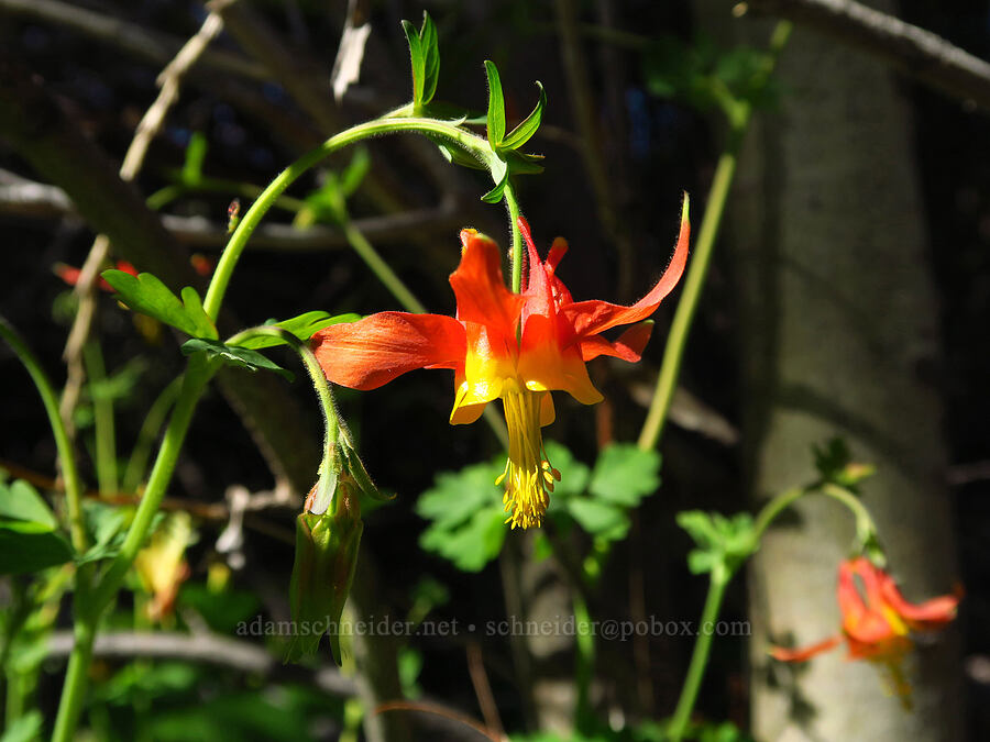 western columbine (Aquilegia formosa) [Mills Canyon, Okanogan-Wenatchee National Forest, Chelan County, Washington]