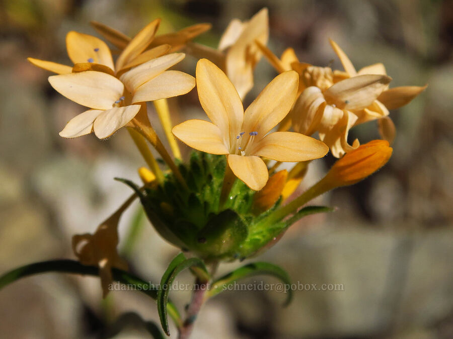 grand collomia (Collomia grandiflora) [Mills Canyon, Okanogan-Wenatchee National Forest, Chelan County, Washington]