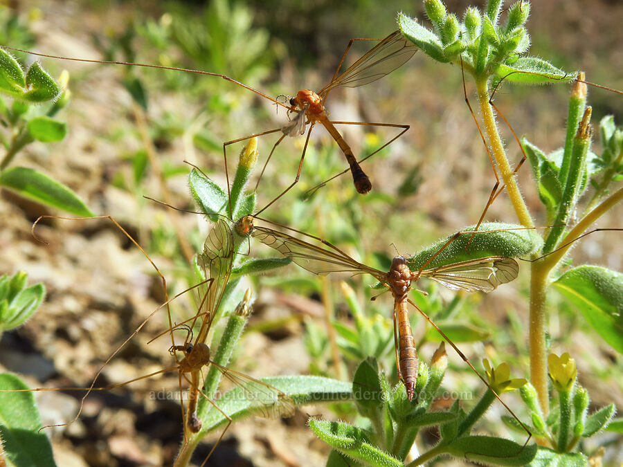 dead crane flies in blazing-stars (Tipula sp., Mentzelia sp.) [Mills Canyon, Chelan County, Washington]