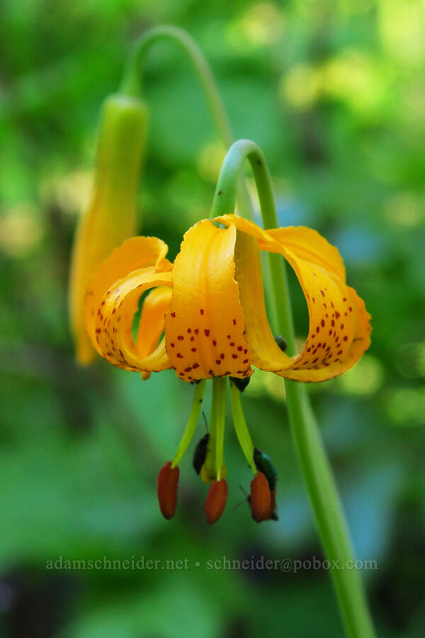 Columbia tiger lily (Lilium columbianum) [Mad River Trail, Okanogan-Wenatchee National Forest, Chelan County, Washington]