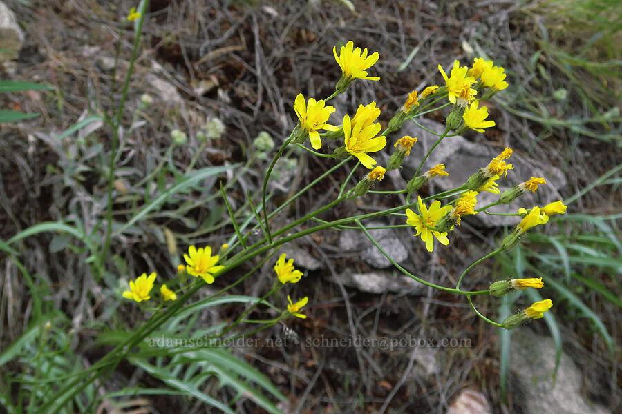 hawksbeard (Crepis sp.) [Mad River Trail, Okanogan-Wenatchee National Forest, Chelan County, Washington]