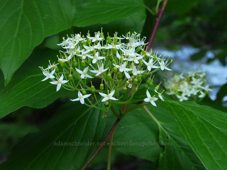 red-osier dogwood flowers & fruits (Cornus sericea) [Mad River Trail, Okanogan-Wenatchee National Forest, Chelan County, Washington]