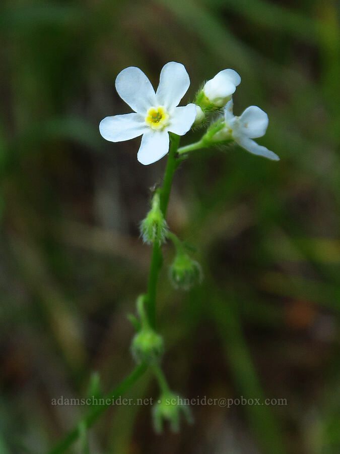 sagebrush stickseed (Hackelia diffusa var. arida) [Mad River Trail, Okanogan-Wenatchee National Forest, Chelan County, Washington]