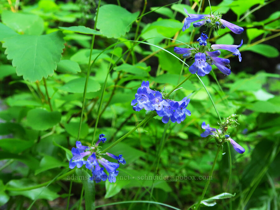 unusually glabrous Chelan penstemon (Penstemon pruinosus) [Mad River Trail, Okanogan-Wenatchee National Forest, Chelan County, Washington]