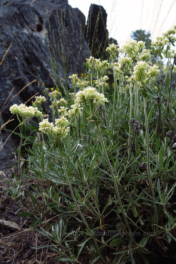 parsnip-flower buckwheat (Eriogonum heracleoides) [Mad River Trail, Okanogan-Wenatchee National Forest, Chelan County, Washington]