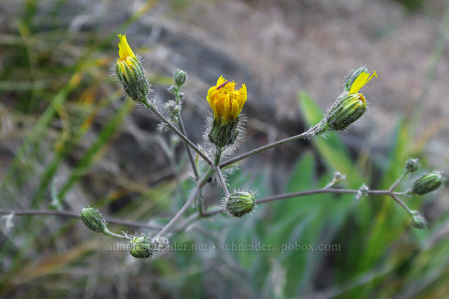 Scouler's hawkweed (Hieracium scouleri (Pilosella scouleri)) [Mad River Trail, Okanogan-Wenatchee National Forest, Chelan County, Washington]