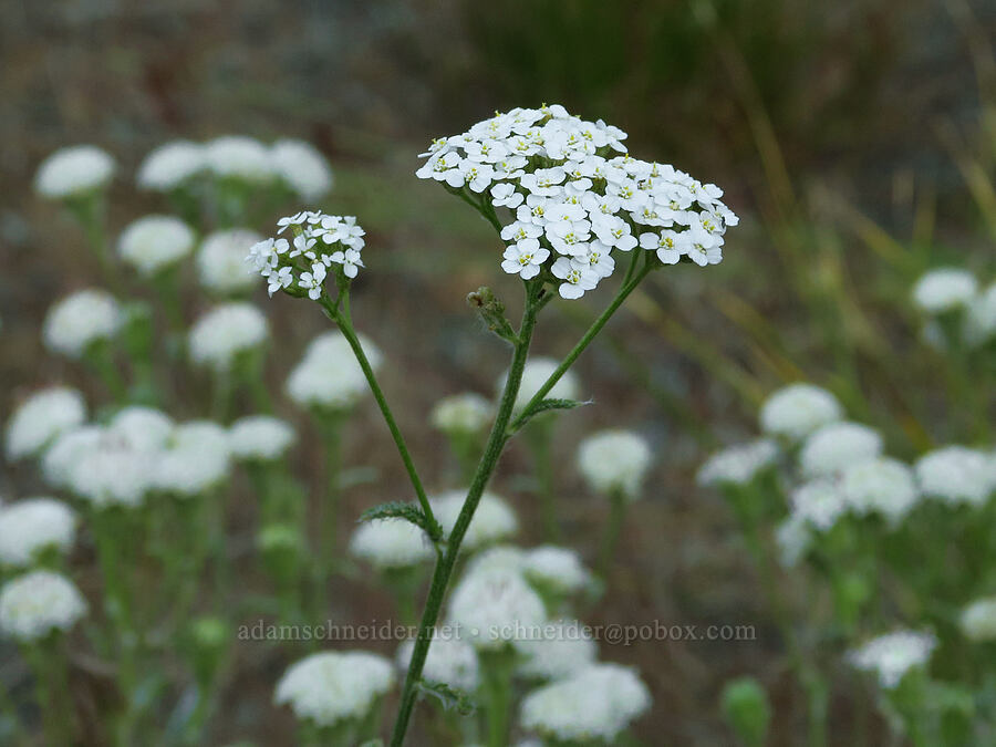 yarrow & Douglas' pincushion (Achillea millefolium, Chaenactis douglasii) [Mad River Trail, Okanogan-Wenatchee National Forest, Chelan County, Washington]