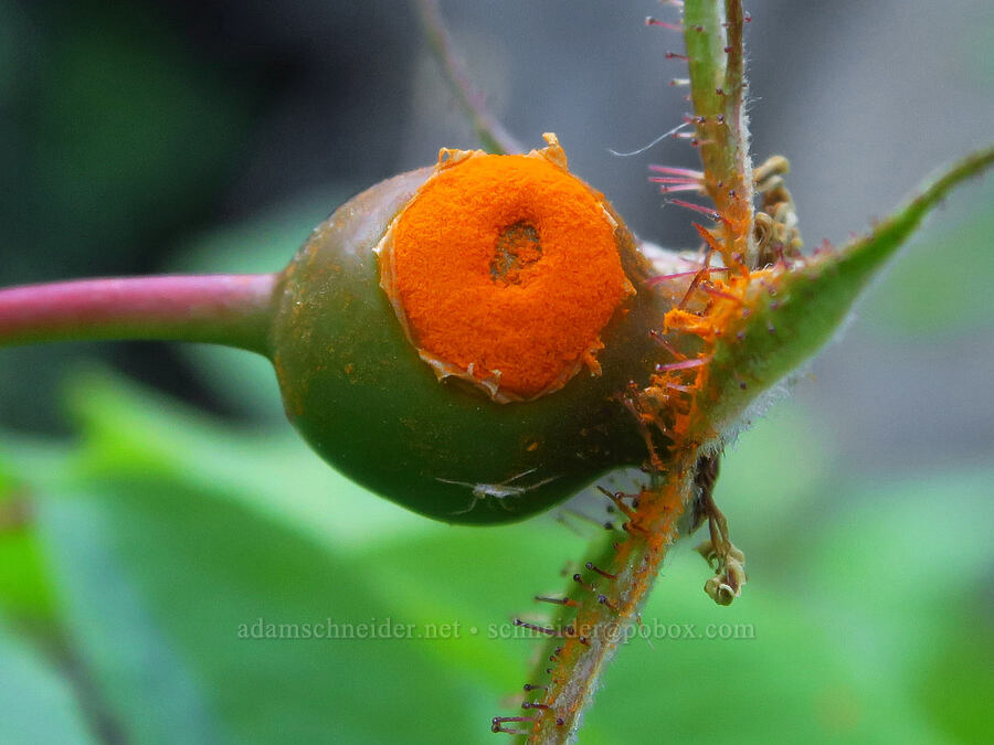 rust fungus on a rose hip (Phragmidium sp., Rosa sp.) [Mad River Trail, Okanogan-Wenatchee National Forest, Chelan County, Washington]