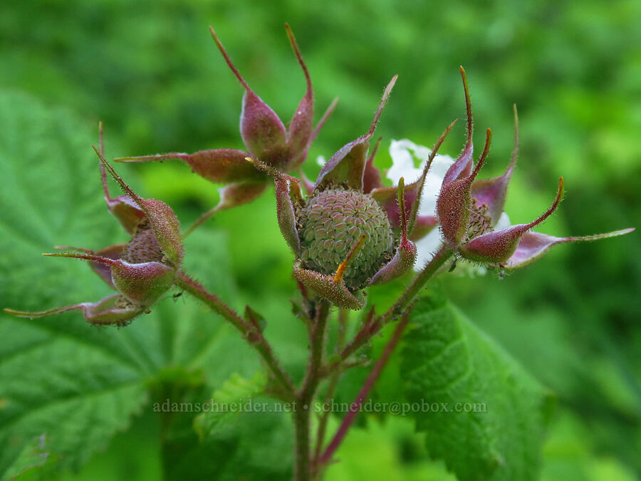 unripe thimbleberries (Rubus parviflorus (Rubus nutkanus)) [Mad River Trail, Okanogan-Wenatchee National Forest, Chelan County, Washington]