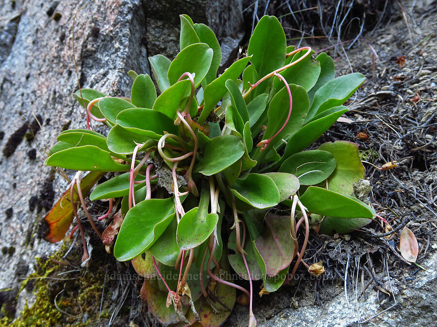 Tweedy's lewisia (Lewisiopsis tweedyi (Lewisia tweedyi)) [Mad River Trail, Okanogan-Wenatchee National Forest, Chelan County, Washington]