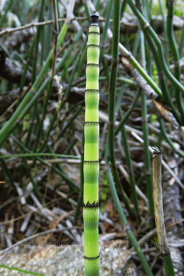 rough horsetail (Equisetum hyemale) [Mad River Trail, Okanogan-Wenatchee National Forest, Chelan County, Washington]