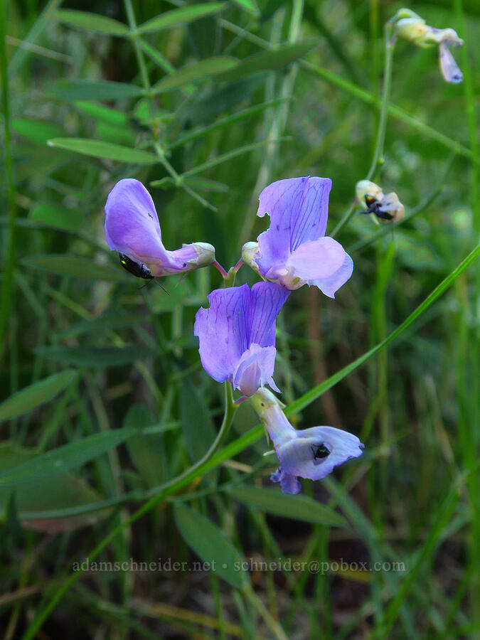 pea-vine flowers (Lathyrus sp.) [Mad River Trail, Okanogan-Wenatchee National Forest, Chelan County, Washington]