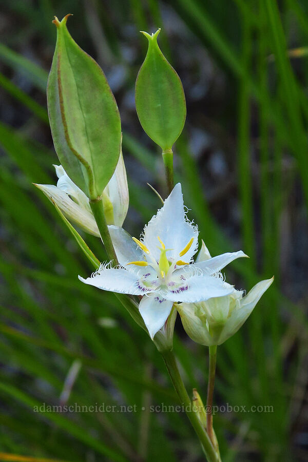 Lyall's mariposa lily (Calochortus lyallii) [Mad River Trail, Okanogan-Wenatchee National Forest, Chelan County, Washington]