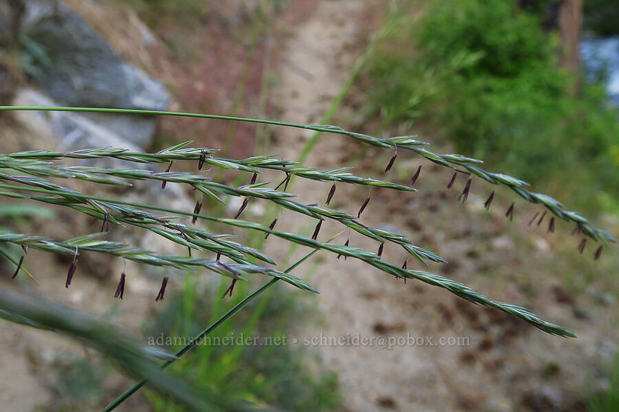 blue-bunch wheat-grass (Pseudoroegneria spicata) [Mad River Trail, Okanogan-Wenatchee National Forest, Chelan County, Washington]