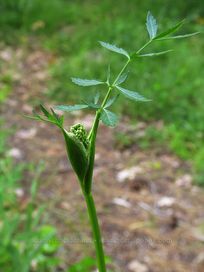 something in the parsley family [Mad River Trail, Okanogan-Wenatchee National Forest, Chelan County, Washington]