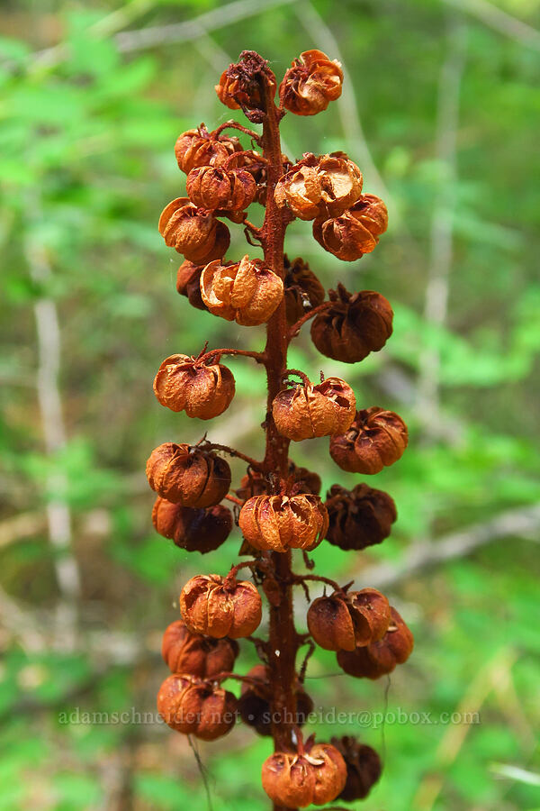 last year's pinedrops (Pterospora andromedea) [Stein's Pillar Trail, Ochoco National Forest, Crook County, Oregon]