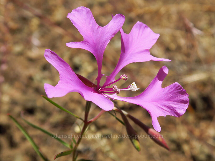 elkhorn clarkia (Clarkia pulchella) [Stein's Pillar Trail, Ochoco National Forest, Crook County, Oregon]