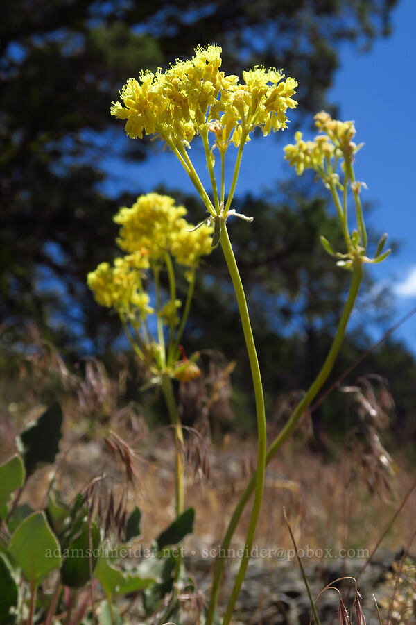 heart-leaf buckwheat (Eriogonum compositum) [Stein's Pillar Trail, Ochoco National Forest, Crook County, Oregon]