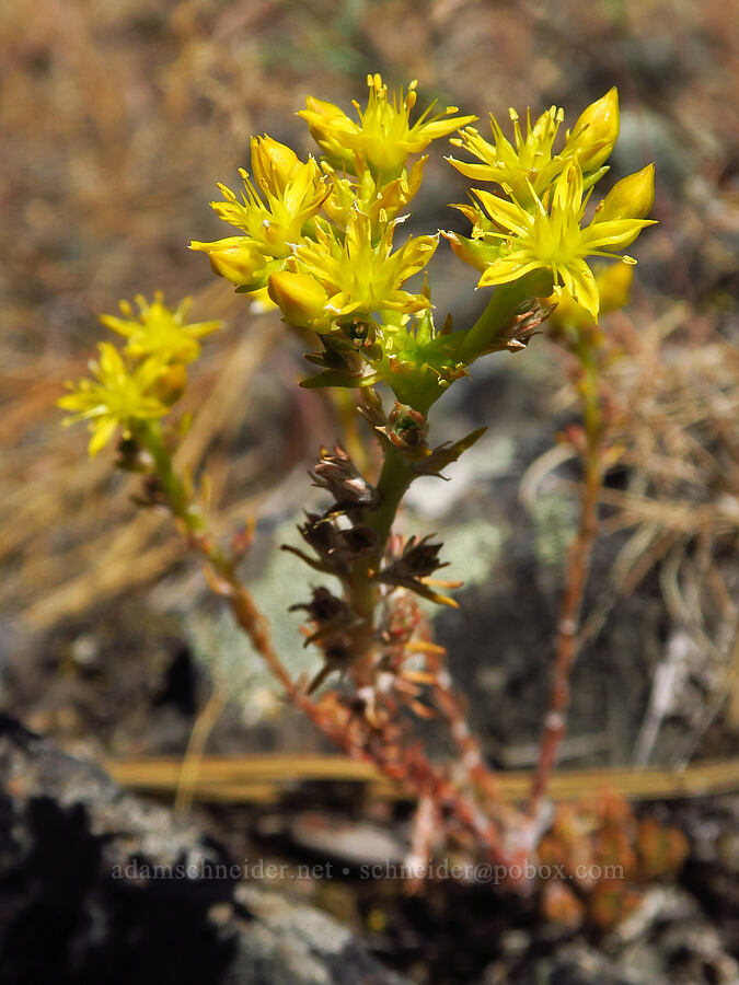 worm-leaf stonecrop (Sedum stenopetalum) [Stein's Pillar Trail, Ochoco National Forest, Crook County, Oregon]