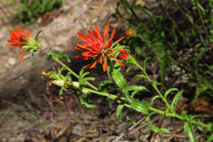 wavy-leaf paintbrush (Castilleja applegatei var. pinetorum) [Stein's Pillar Trail, Ochoco National Forest, Crook County, Oregon]