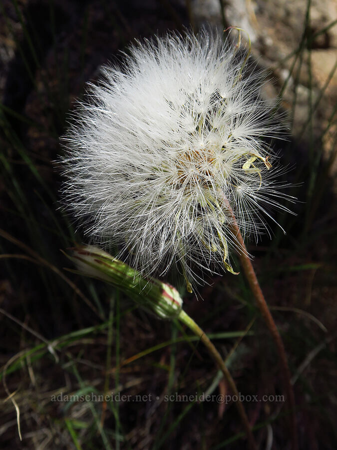 spear-leaf agoseris, gone to seed (Agoseris retrorsa) [Stein's Pillar Trail, Ochoco National Forest, Crook County, Oregon]