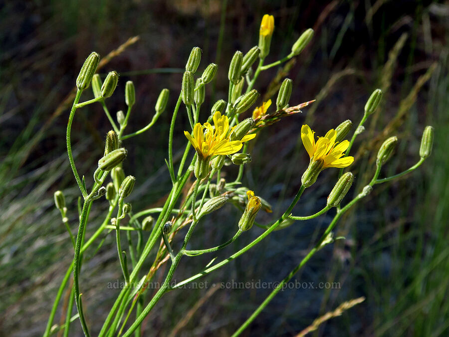 hawksbeard (Crepis sp.) [Stein's Pillar Trail, Ochoco National Forest, Crook County, Oregon]