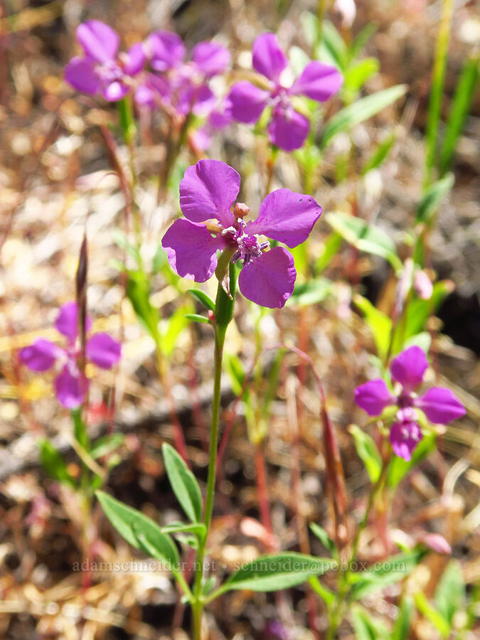 diamond clarkia (Clarkia rhomboidea) [Stein's Pillar Trail, Ochoco National Forest, Crook County, Oregon]